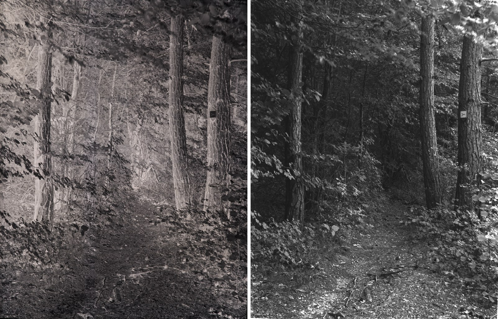 A black-and-white negative of a forest path next to its positive