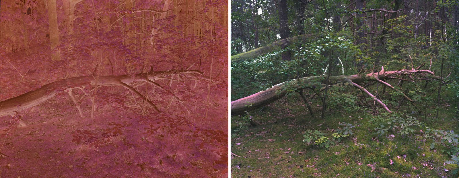An orange color negative of a fallen tree in a forest next to its positive