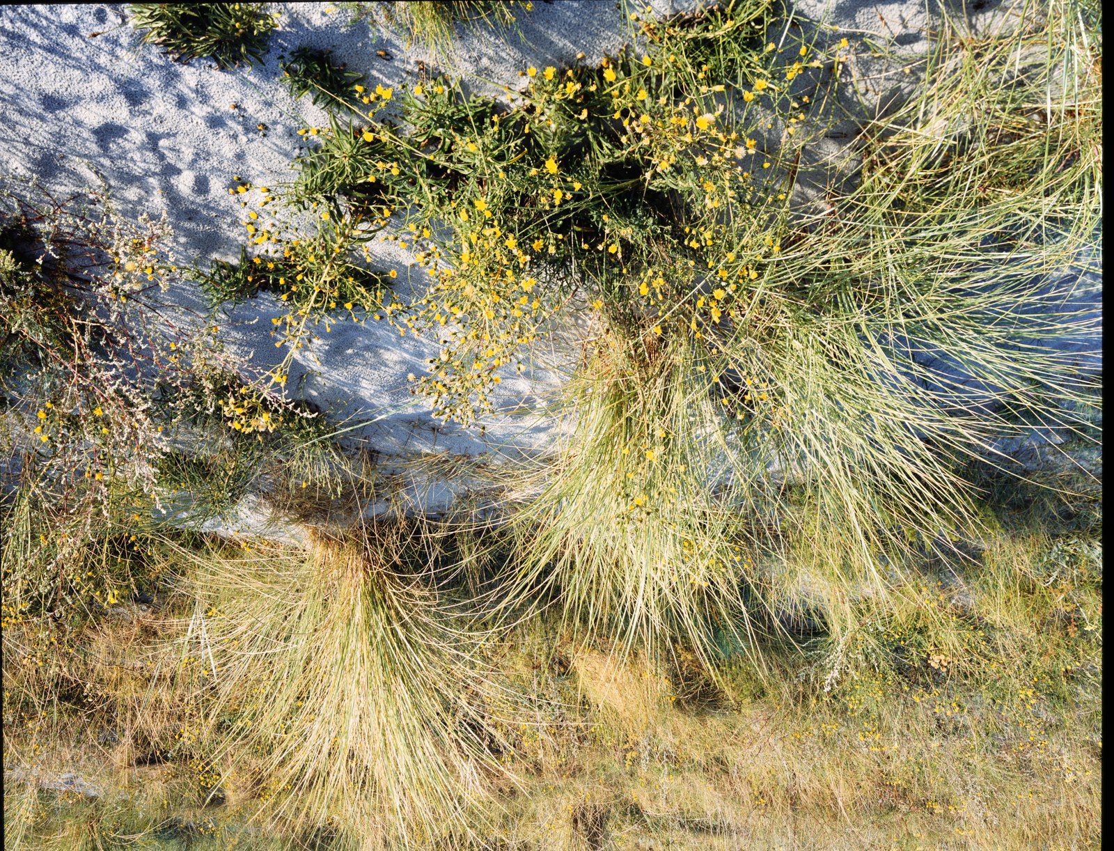The stitched photo of dune grass with yellow flowers