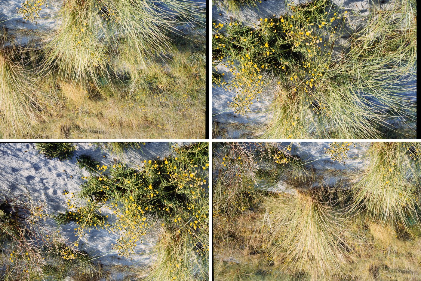 Four overlapping photos of dune grass with yellow flowers