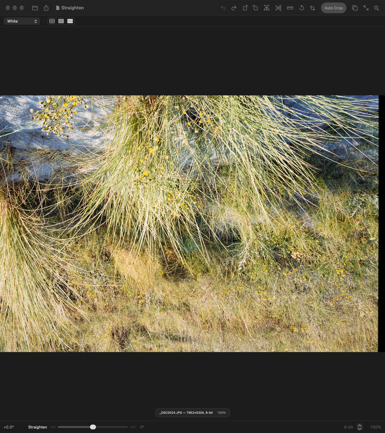 Straighten with the photo of dune grass open