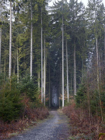 Forest Path