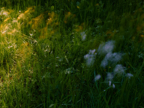 Meadow