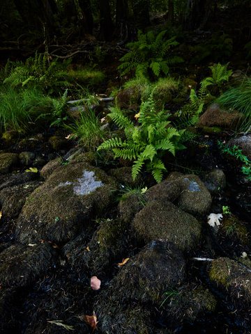 Ferns and Moss