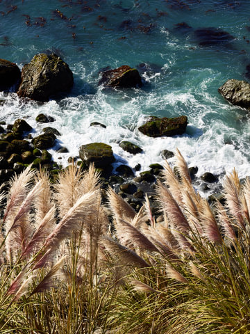 Pampas Grass
