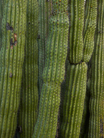 Saguaro