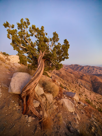 Juniper