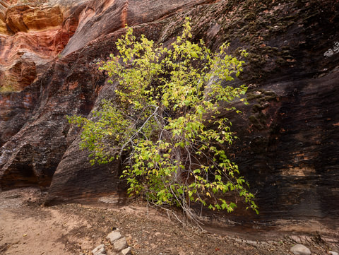 Canyon Tree