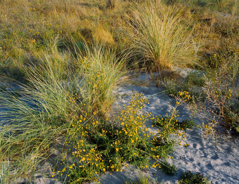 Dune Grass