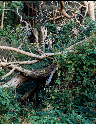 Tangle I