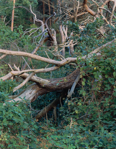 Tangle II