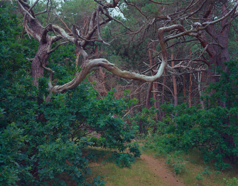Twisted Pines