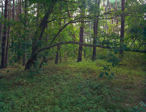 Arching Branch